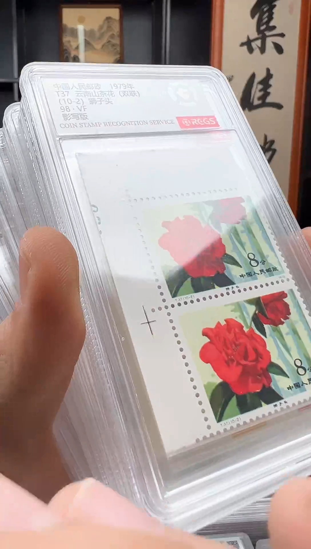 【闪购商品】T37 云南山茶花 直角边双联98分