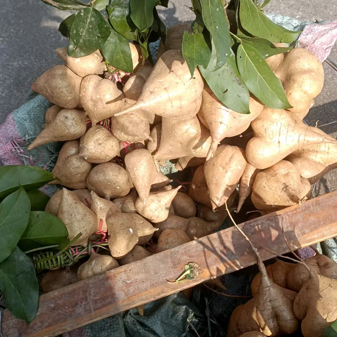 地瓜凉薯贵州自家农村种植地瓜