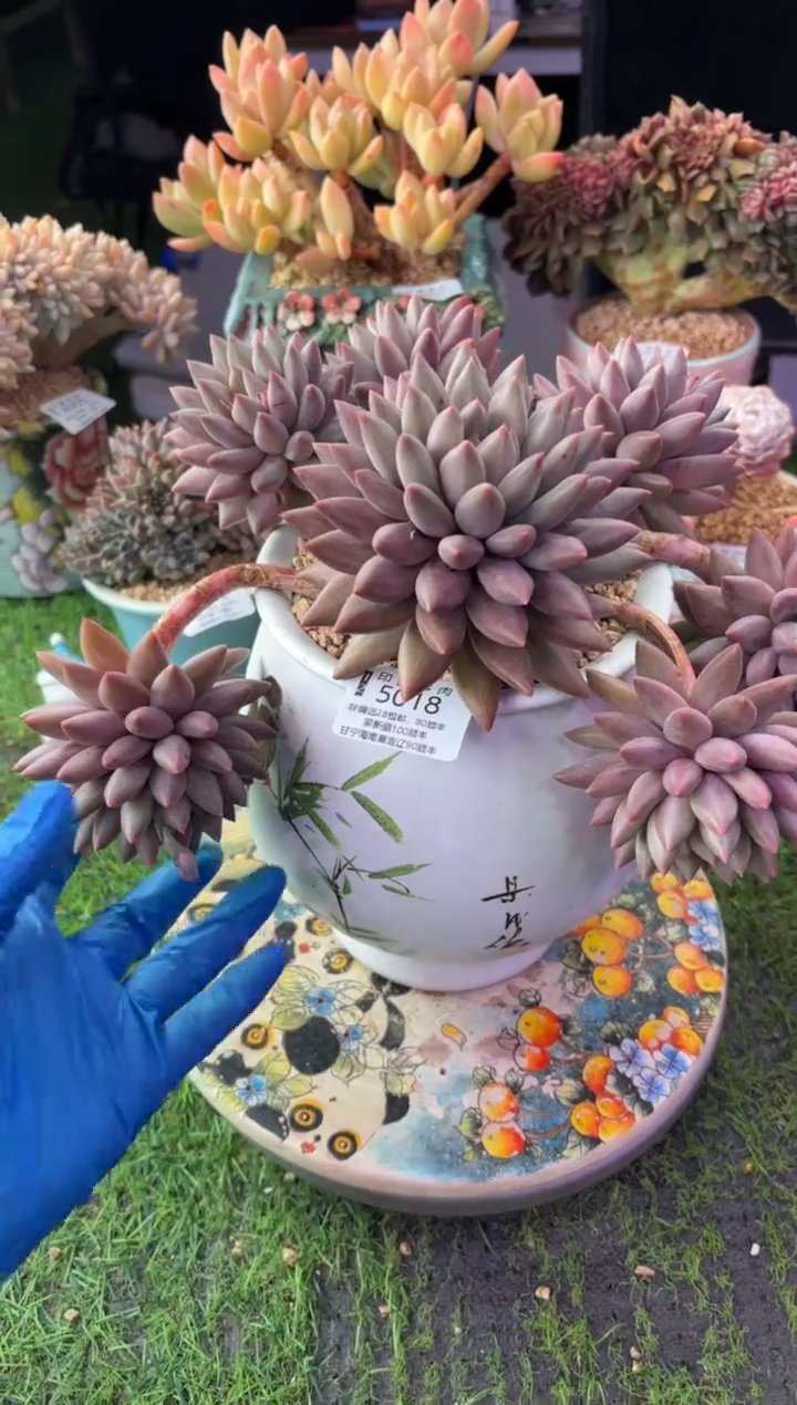 昆明印象多肉5018