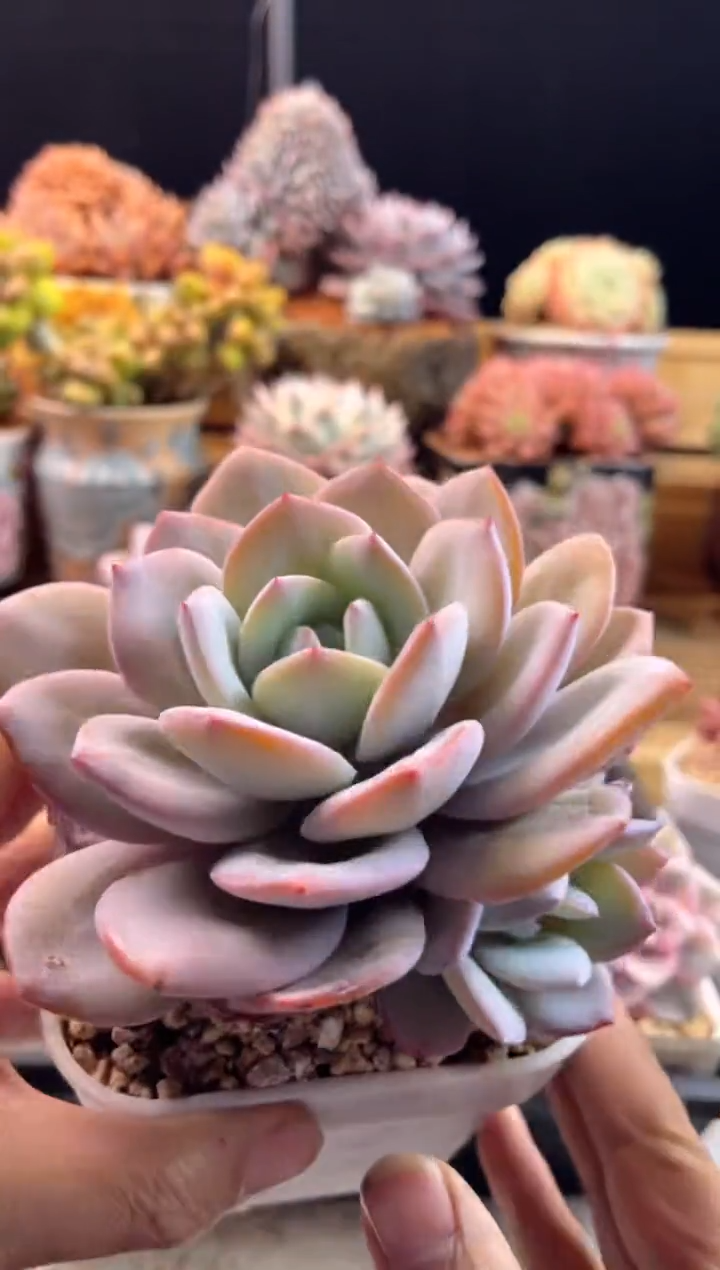 【闪购商品】1.13-82奶茶双头