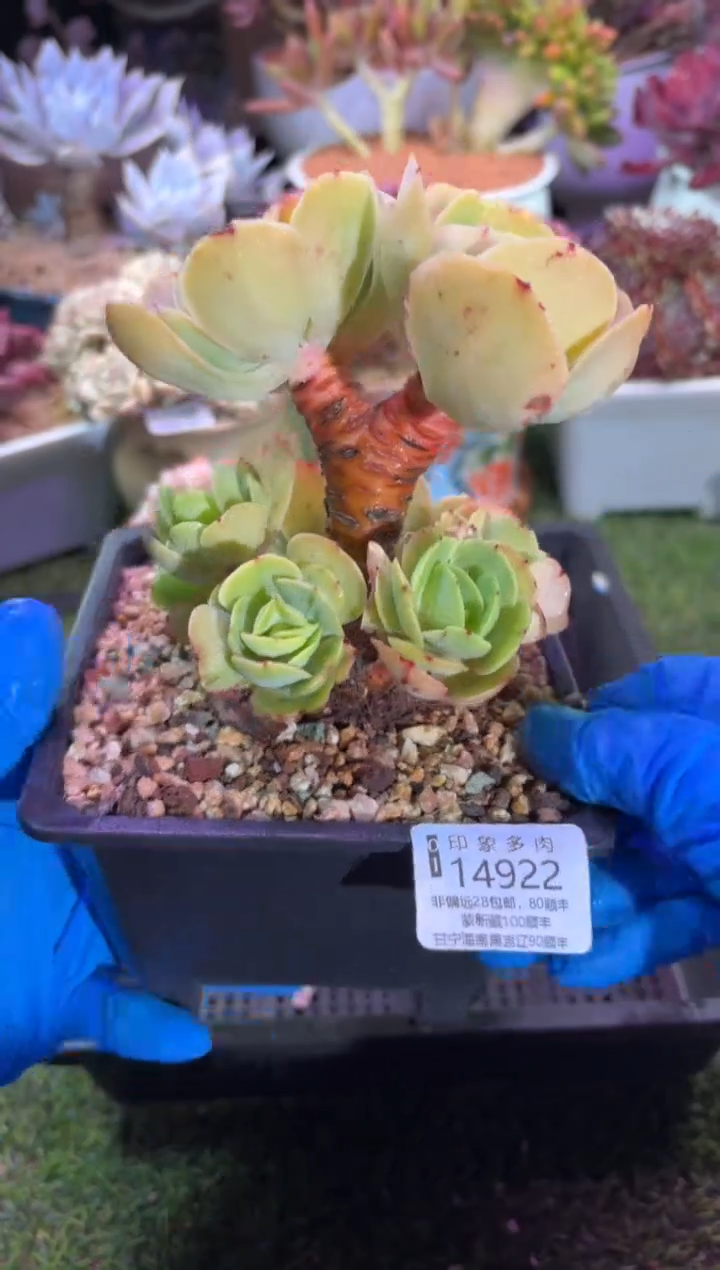 【闪购商品】14922