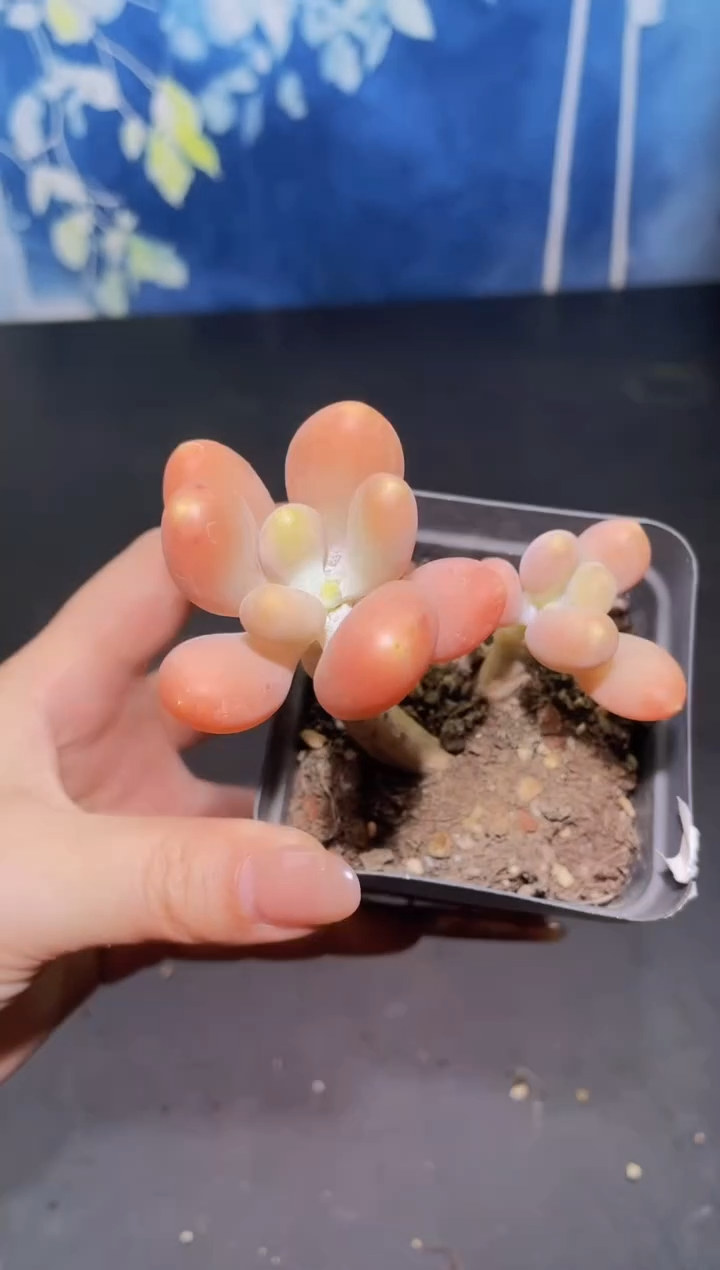 【闪购商品】099芒果奶多肉