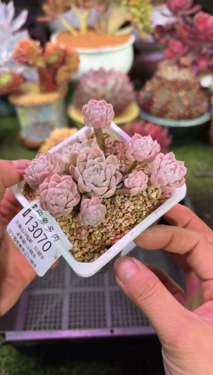 【闪购商品】13070