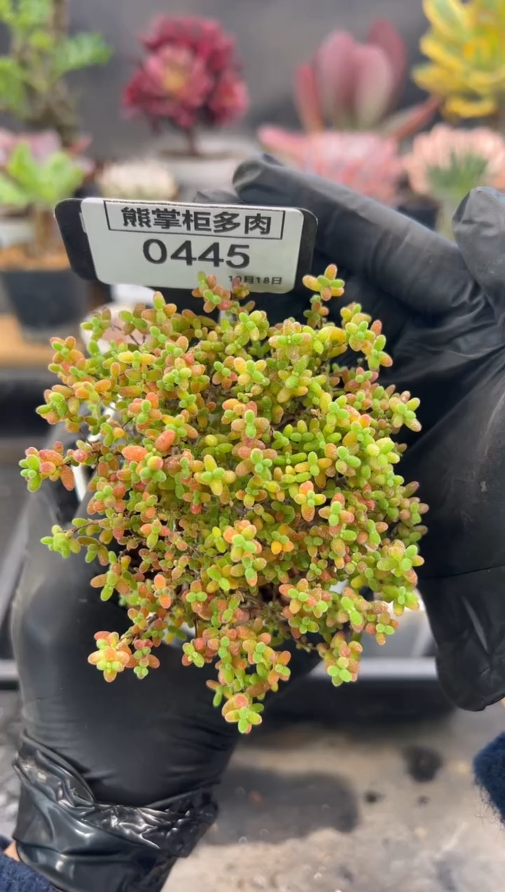 P****妹1102-445-蜜橘糖球带盆土母本