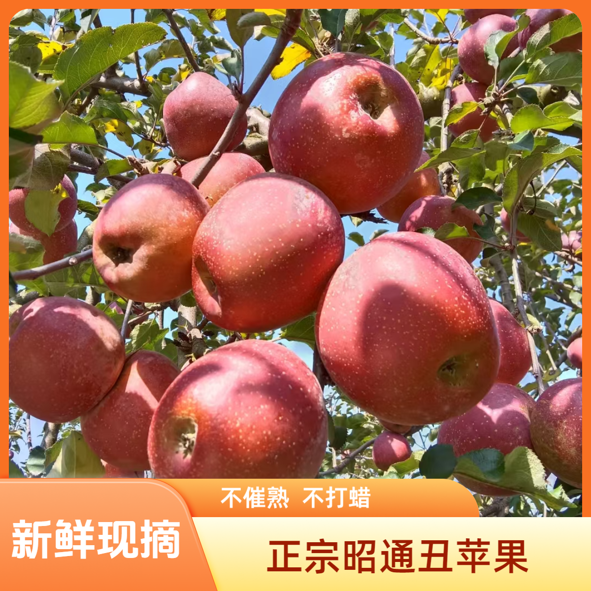 正宗昭通红富士冰糖心丑苹果新鲜果园现摘现发坏果包赔