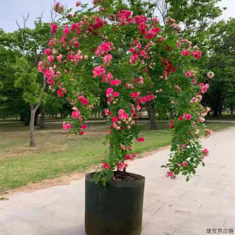 胭脂扣棒棒糖月季花苗浓香垂吊庭院盆栽四季开花玫瑰红藤本月季