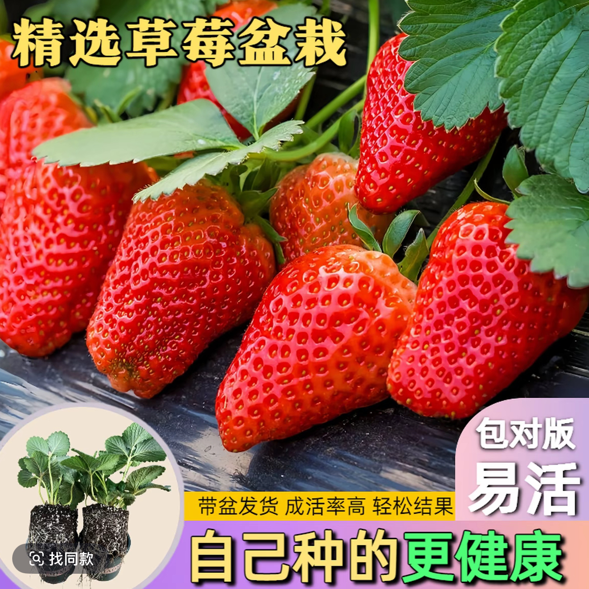 寿光四季草莓苗秧苗奶油红颜章姬黑珍珠盆栽纯甜果大带盆