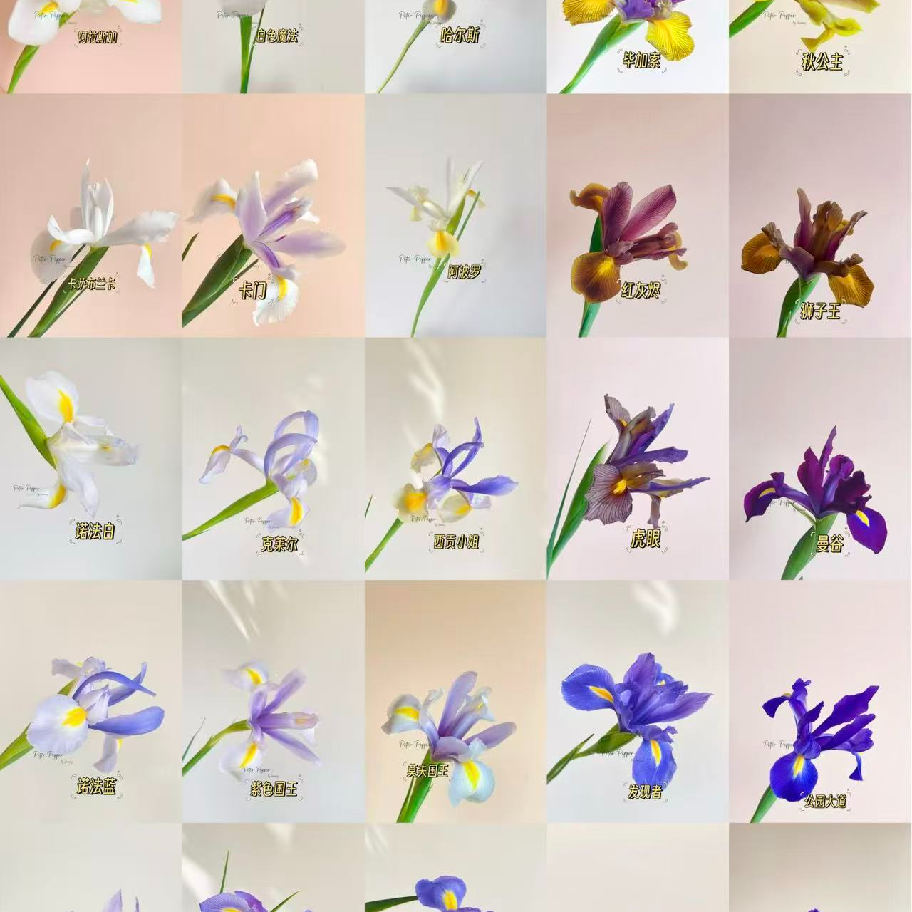 【鸢尾】法国国花 稀缺小众 鲜切花