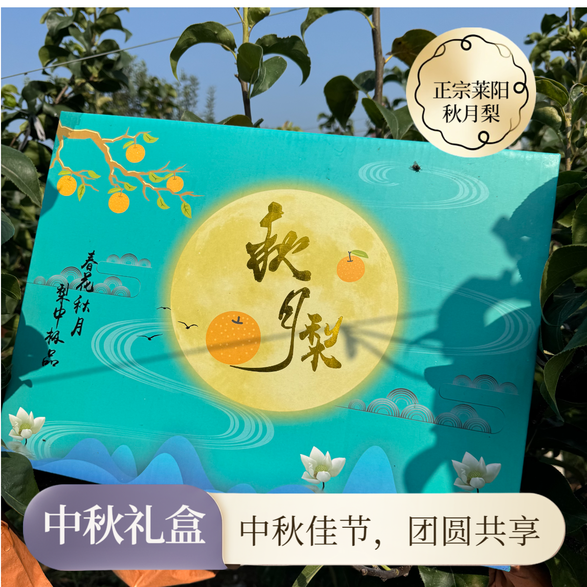 【秋月礼盒】山东正宗莱阳秋月梨头茬新鲜采摘秋月梨礼盒中秋礼盒