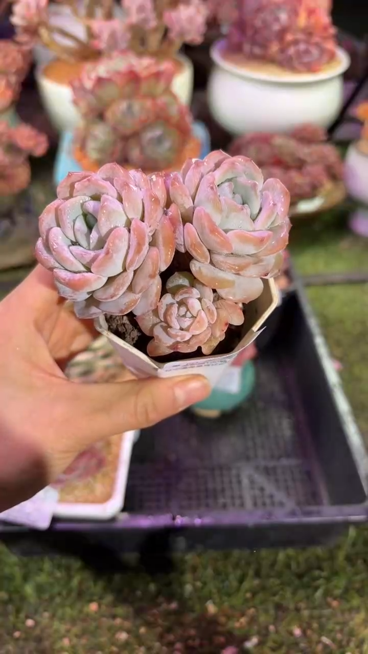 【闪购商品】09326