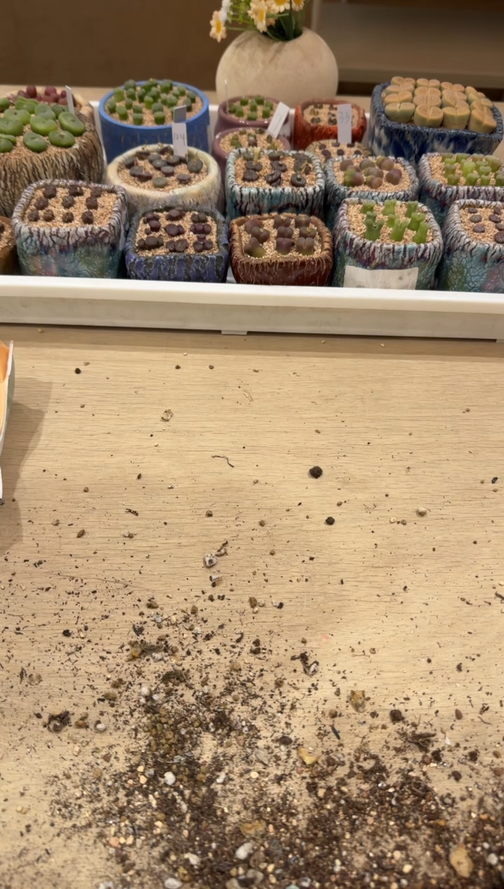 多肉植物肉锥5-63 li zi 5斤