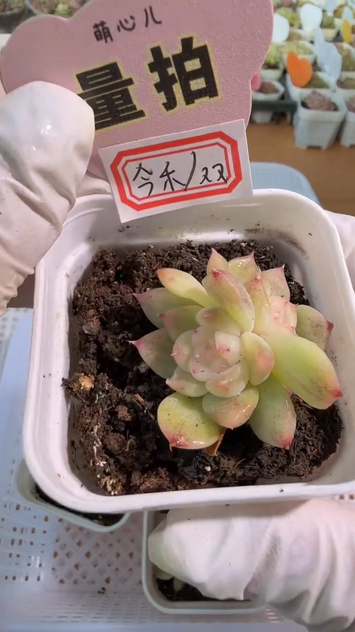 今禾/双头五方一盆 量拍混发
