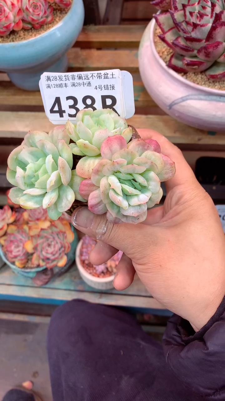 438R（一物一拍，精品多肉，所见即所得 ）