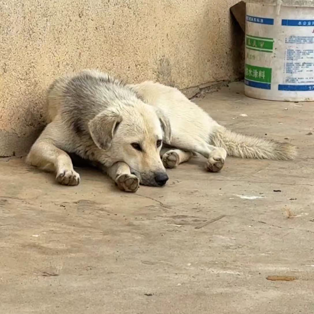【十一】精品猎狗幼崽直播间挑选