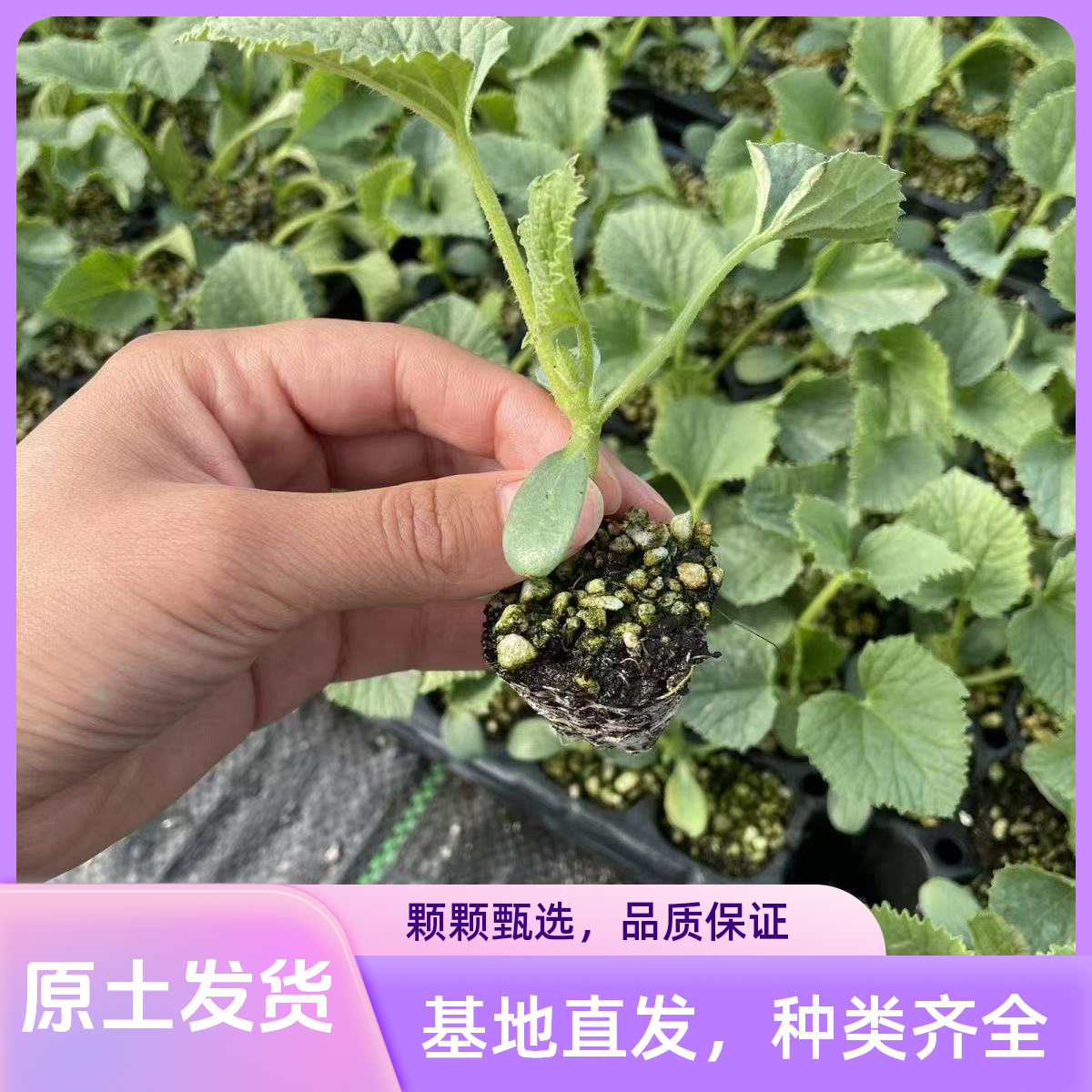 高产绿宝石甜瓜带土秧苗冰糖甜宝秧苗水果香甜早熟高糖羊角蜜瓜苗