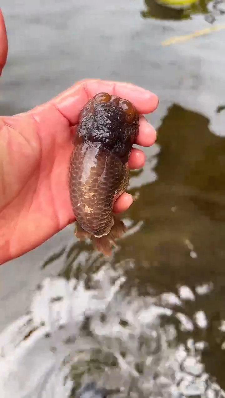 金鱼唐***球水娃娃观赏鱼兰寿金鱼  不包邮