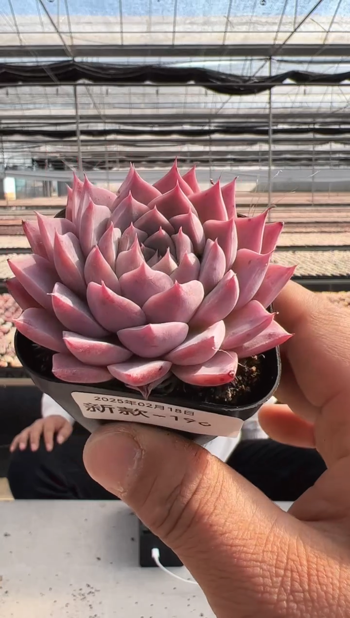 【闪购商品】新款多肉-196