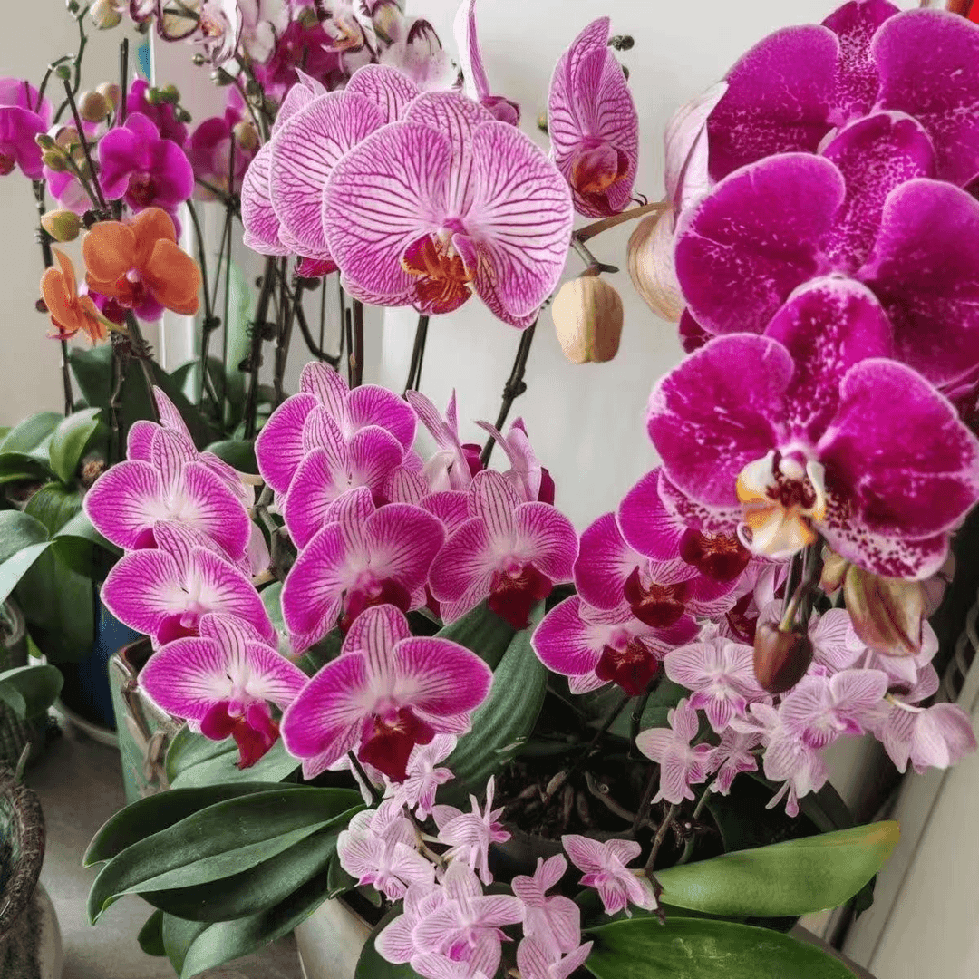 蝴蝶兰【盲盒】高端花卉 客厅美观 基地直发