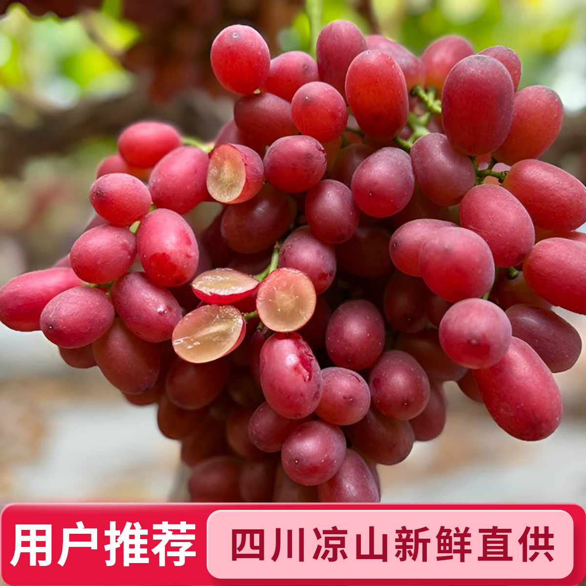 克伦生冰美人无籽红提颗颗脆甜爆汁应季新鲜水果，甜葡萄