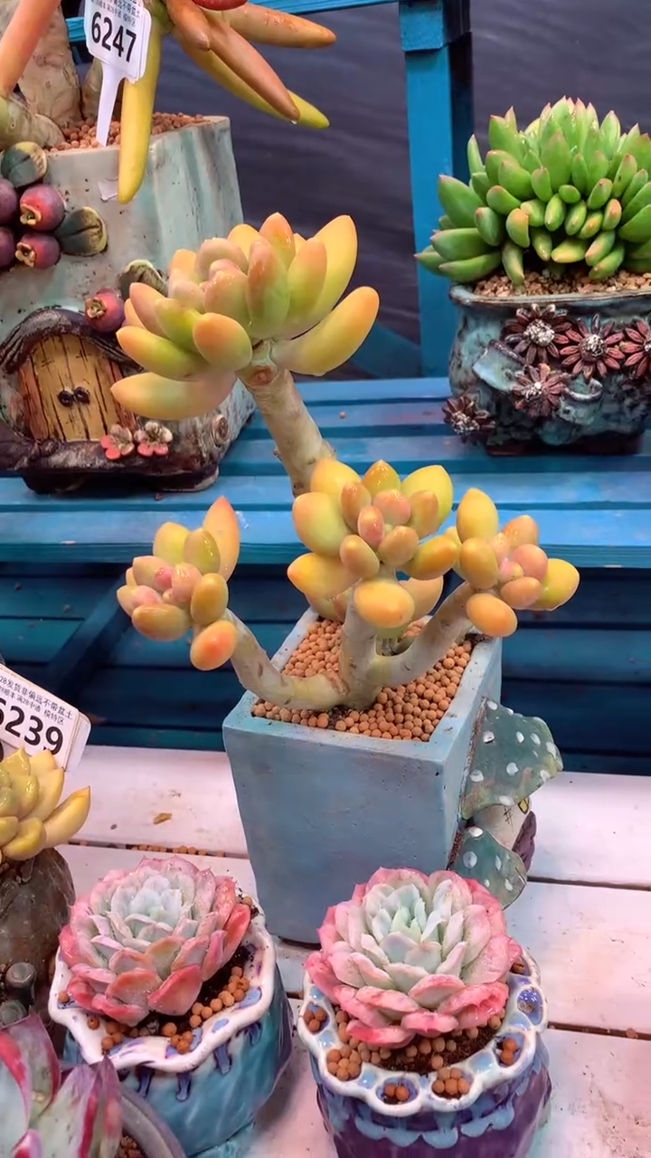                       潘多拉 