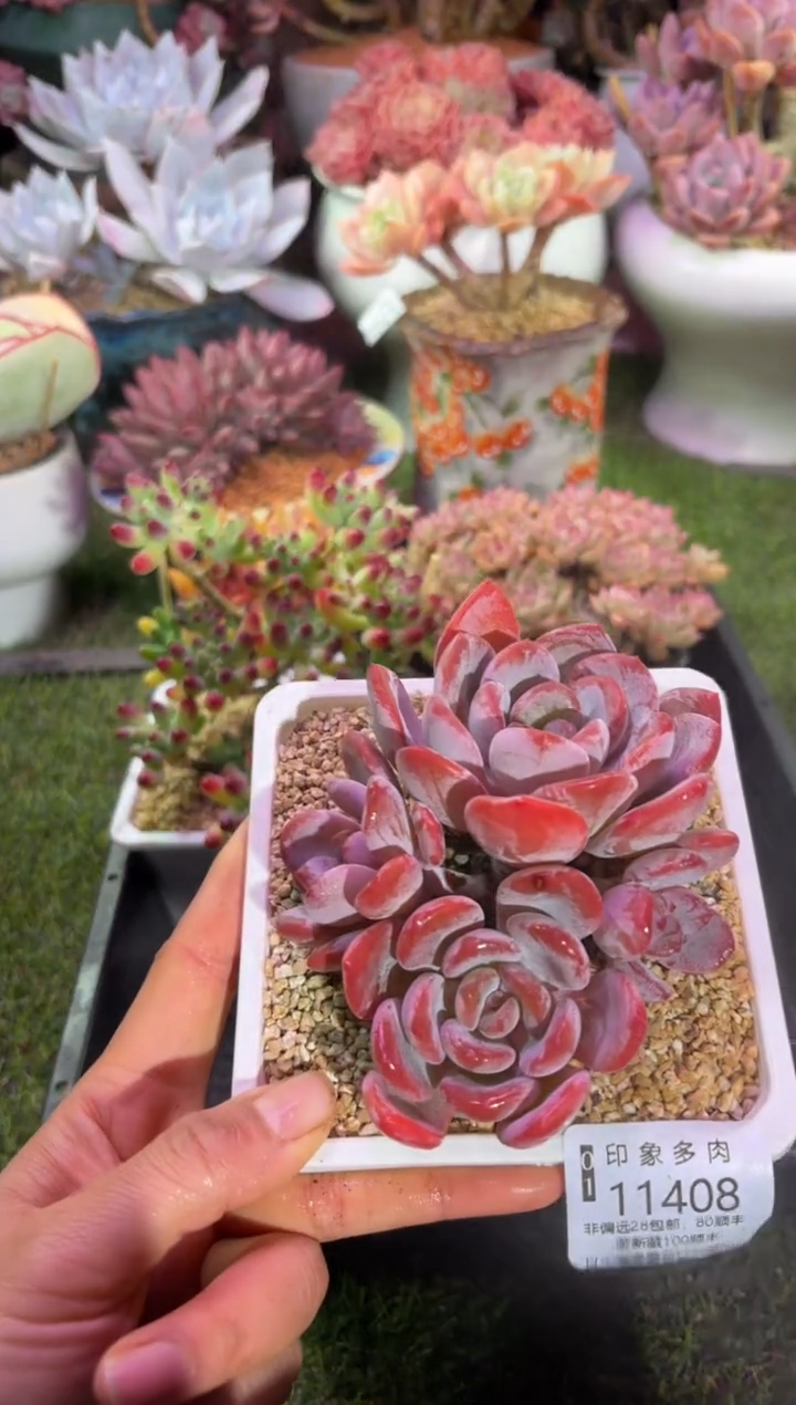 【闪购商品】11408