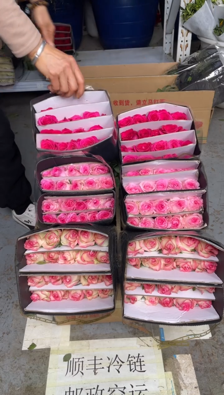 艾沙20枝+佛洛依德20枝+洛神20枝