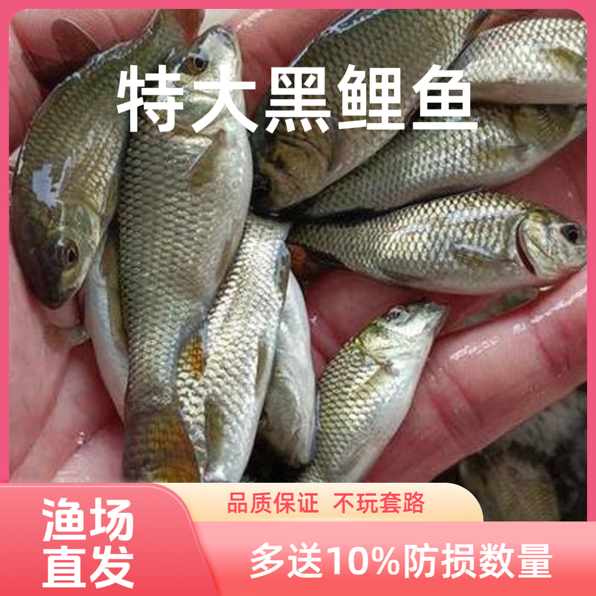 大鲤鱼草鱼花白鲢螺蛳青建裸鲤黄骨鱼稻花鲤鱼金草鱼红尾鲤鱼鱼苗