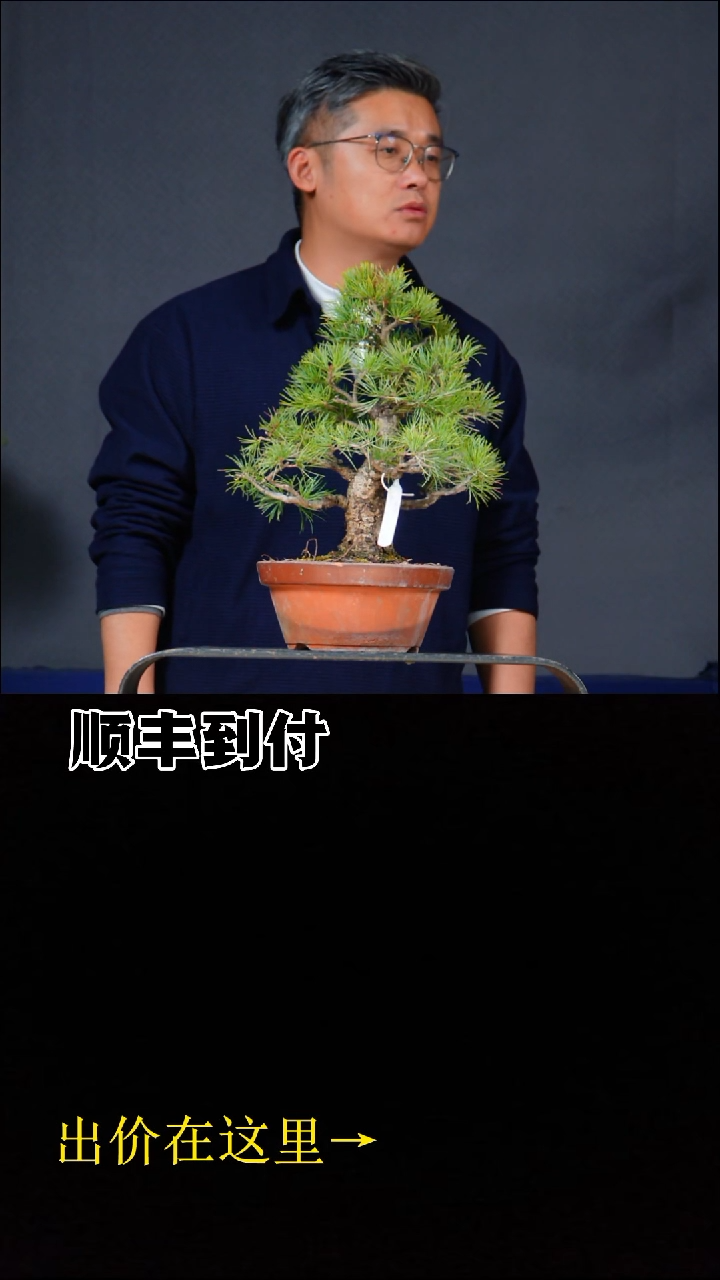 无花朵a334五针松buaboyou