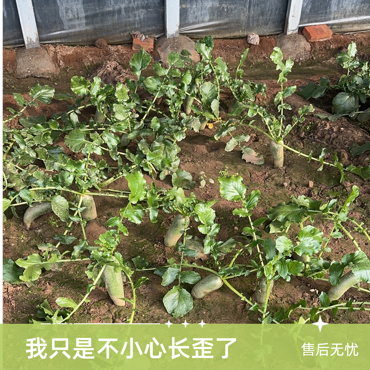 沙窝萝卜二等果（小果，弯果）