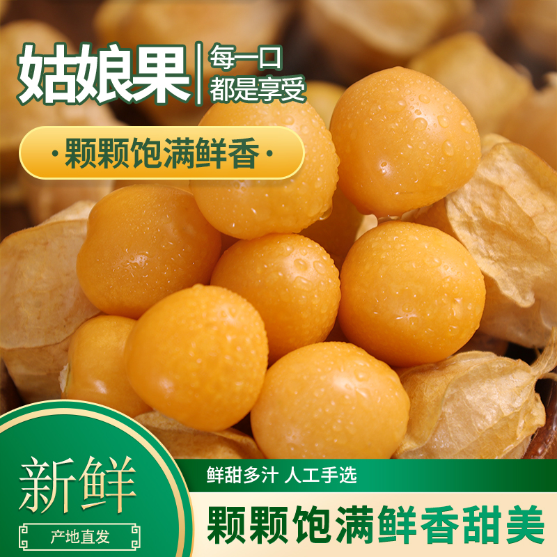 【现摘现发】云南姑娘果菇娘果洋菇娘灯笼果香甜菇娘果云南姑娘果