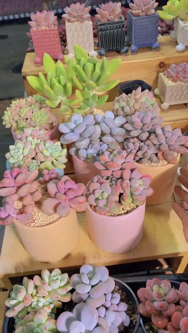 181-圆滚滚组合8（桃蛋罗琦洛神鱼子酱汤圆奶酪金蝉赛尔达公主）+3