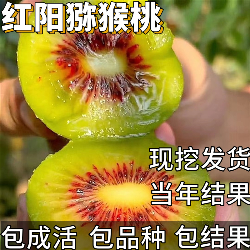 红心猕猴桃树果苗公母同株庭院爬藤盆栽嫁接苗耐寒大苗当年结果
