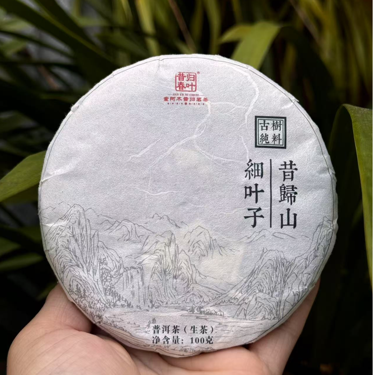 【小叶猫耳朵】24年头春细叶子 精品古树.普洱茶生茶.紧压茶