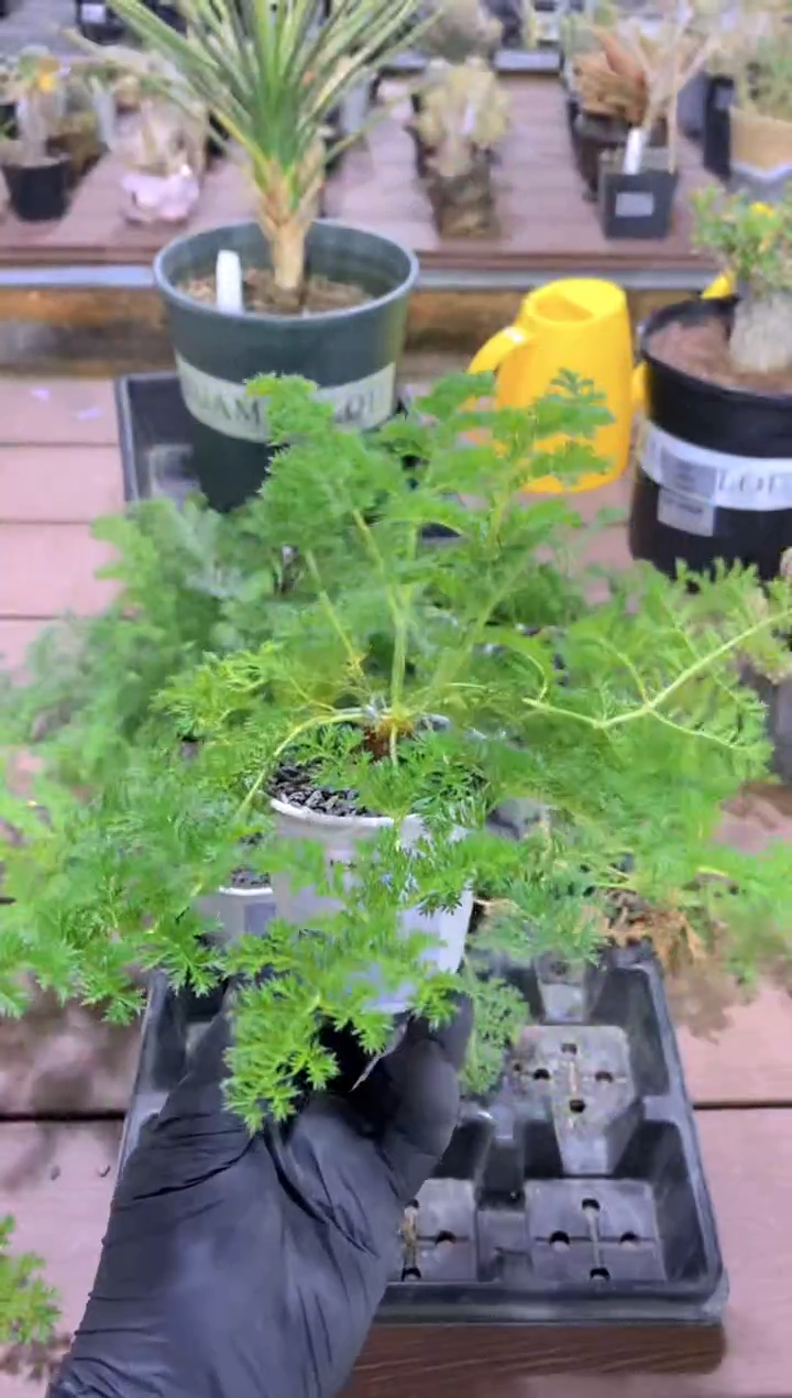 【闪购商品】枯木洋葵FB-2839