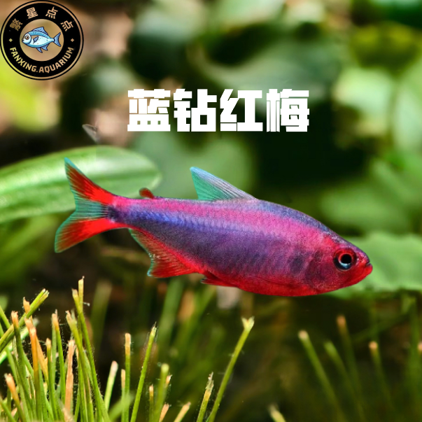 蓝钻红梅鱼 观赏鱼小型热带鱼紫罗兰魔鬼灯水族群游灯鱼南美鱼