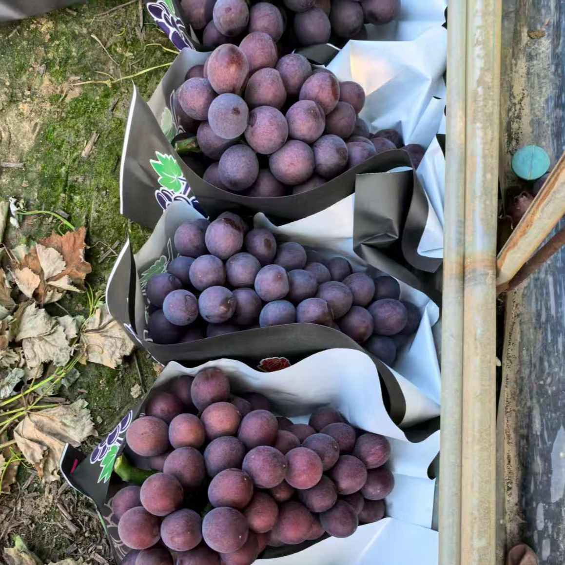 【特级辽峰 无籽纯甜】特选辽丰巨峰葡萄东北辽宁新鲜水果2/5斤整箱辽宁省