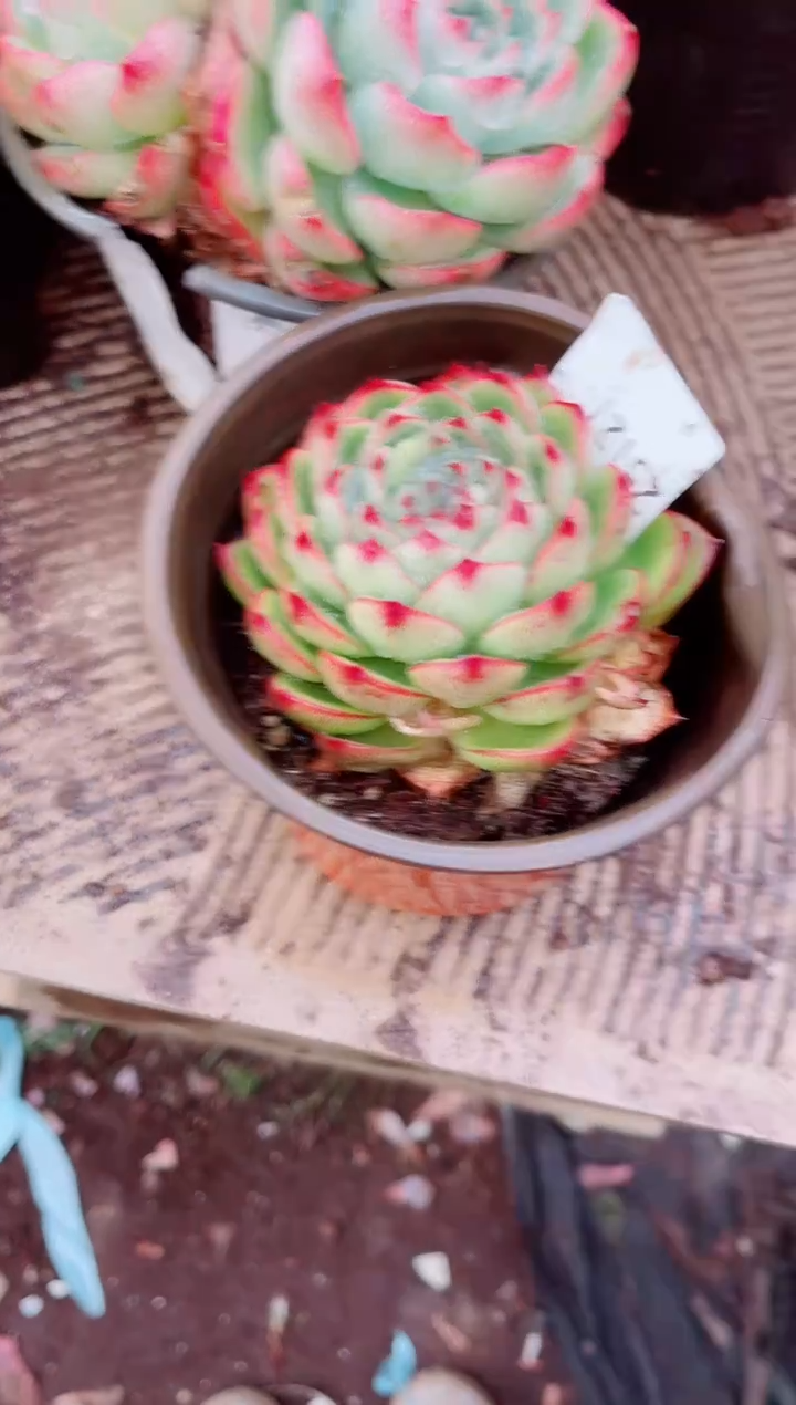 ༃****✰跃跃精品多肉25121