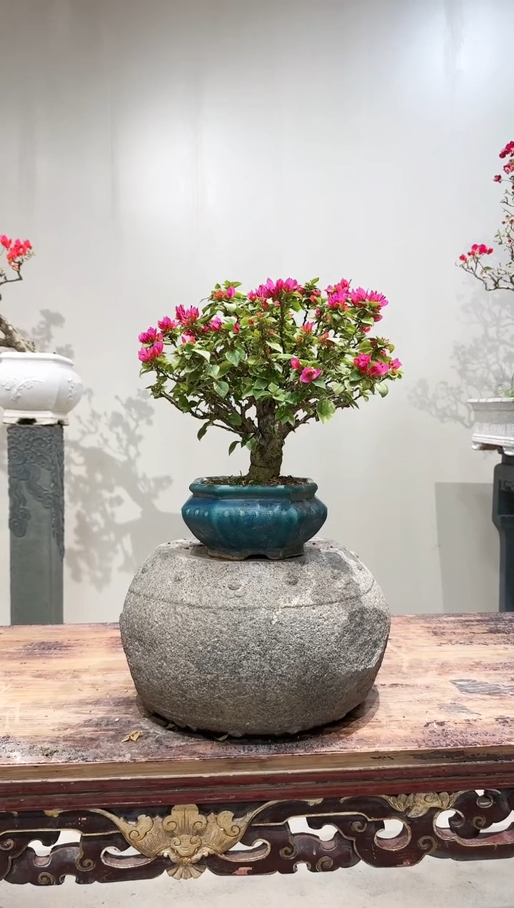 【闪购商品】盆景小圆满