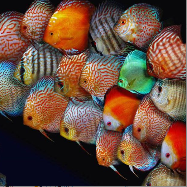 七彩神仙鱼苗观赏鱼