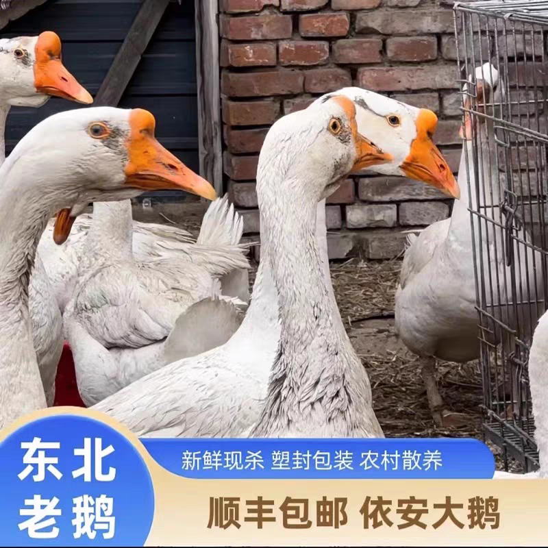 正宗东北农村自家散养大鹅大笨鹅溜达鹅走地鹅活鹅现宰（带心肝珍）