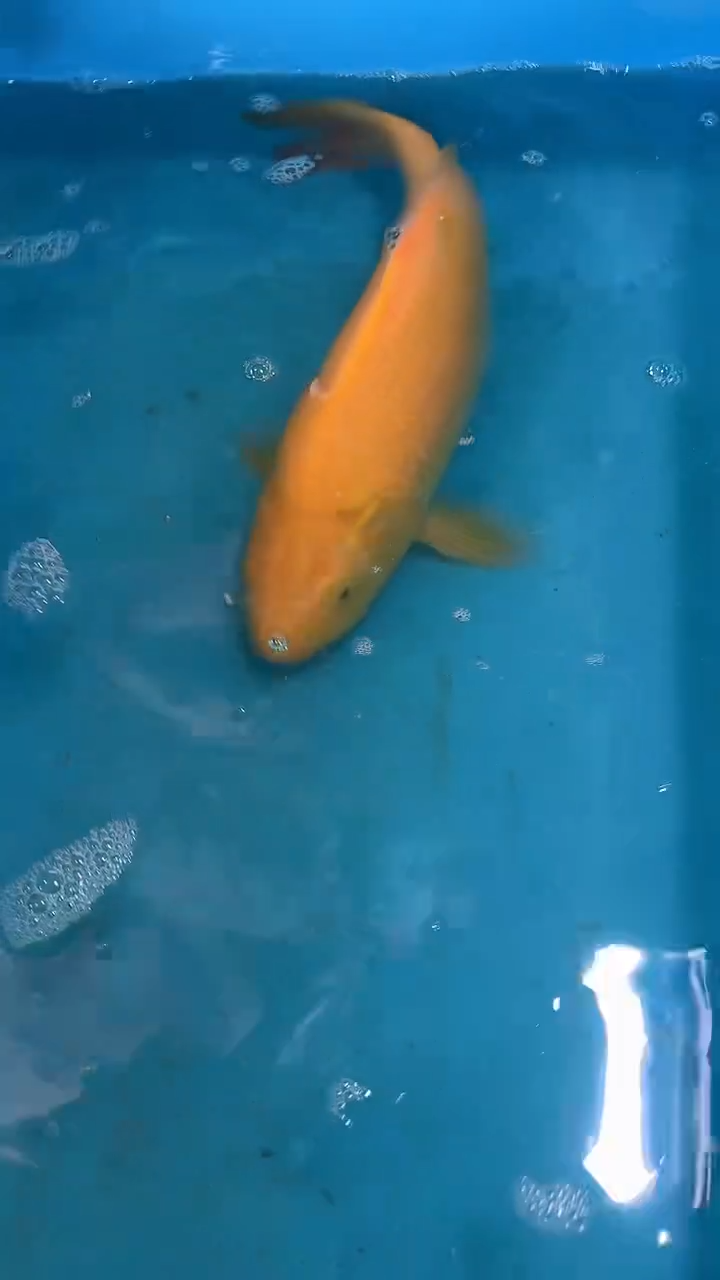 锦鲤太饱锦鲤36cm-45cm不包邮到付