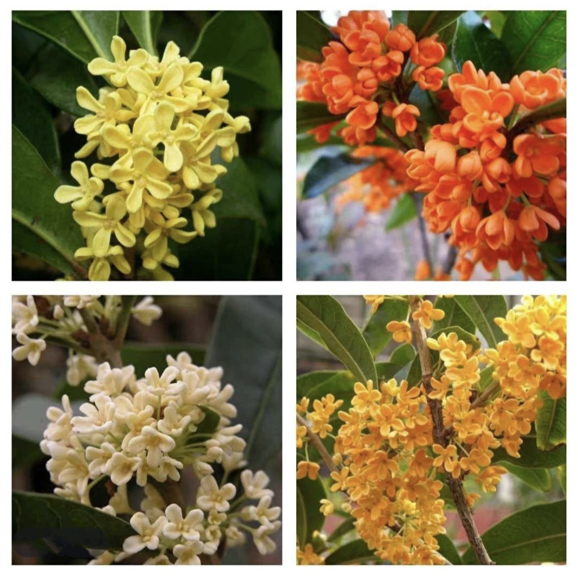 桂花树苗大树别墅庭院绿化植物四季树苗耐寒冬季名贵风景树室外