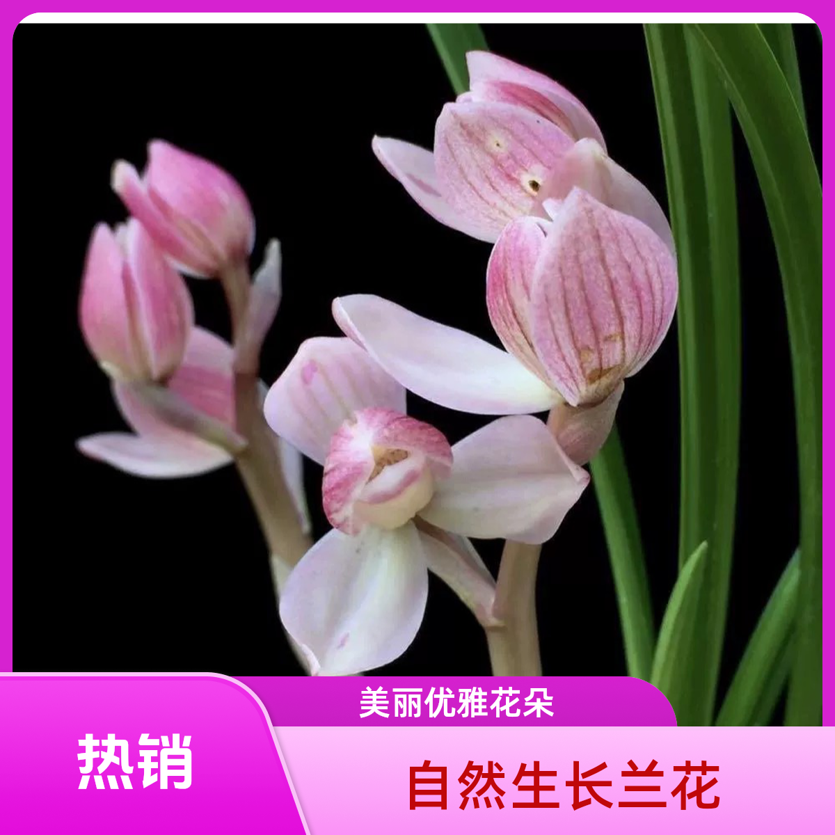 自然种植兰花小黄车专用链接（10-100）