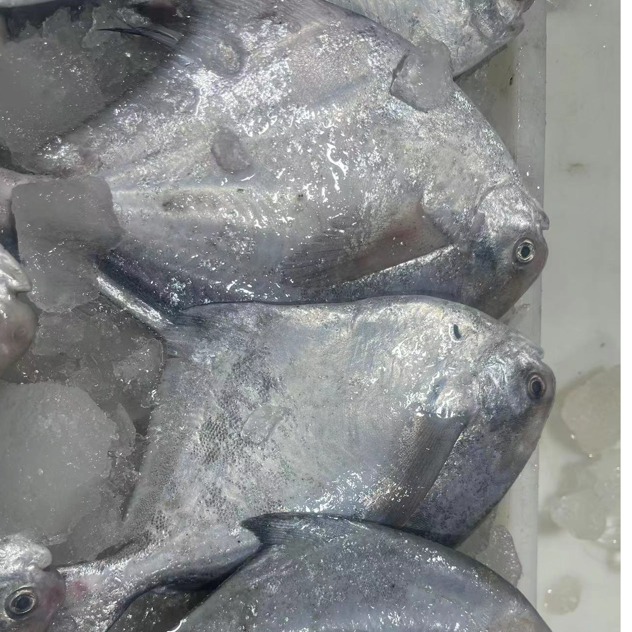 【顺丰】鲜鲳鱼（每条4两左右）买一斤送一斤（1000g±50g）