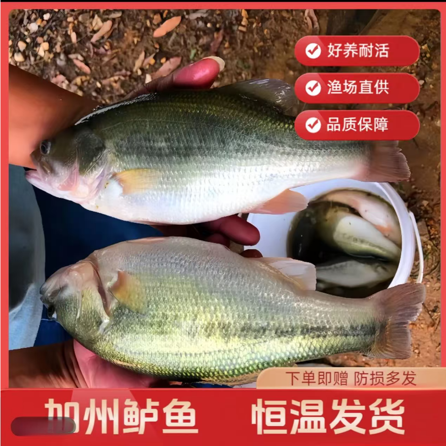 加州鲈鱼 淡水鱼 四川眉山发货 宠物鱼 水族