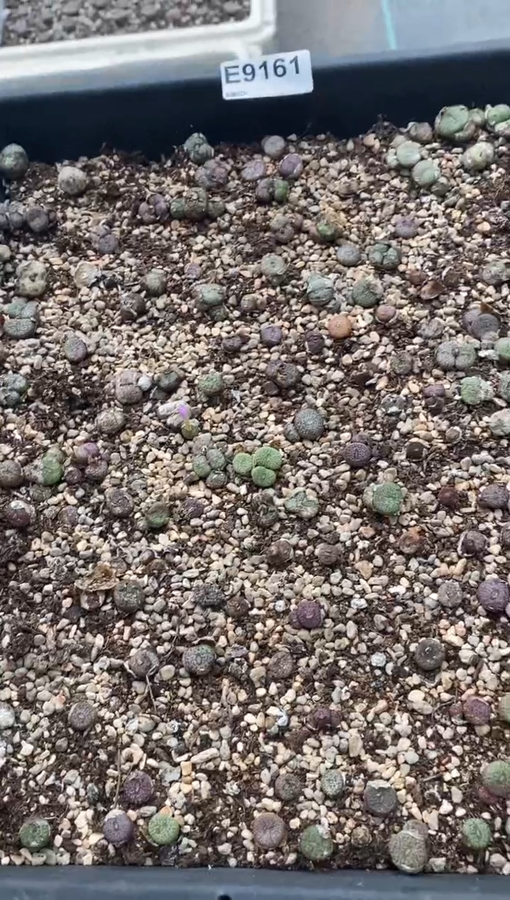 9161直播间一物一拍脱土发货练手套不售后密文安贞