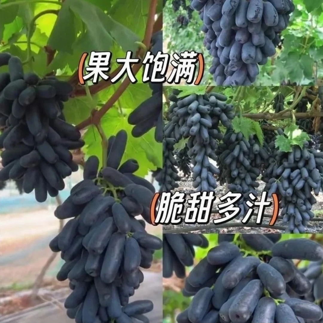 【京东发货】蓝宝石无籽葡萄现摘先发香甜可口孕妇水果DLS专属