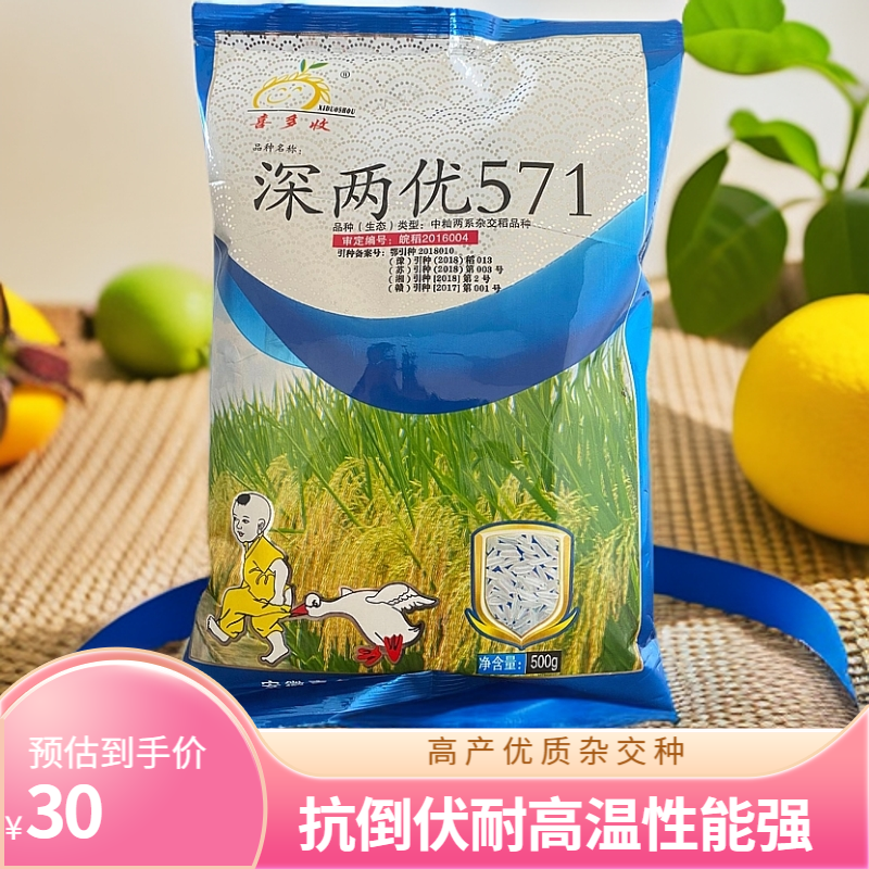 深两优571高产优质抗倒耐高温穗大粒多分蘖率强杂交水稻种子
