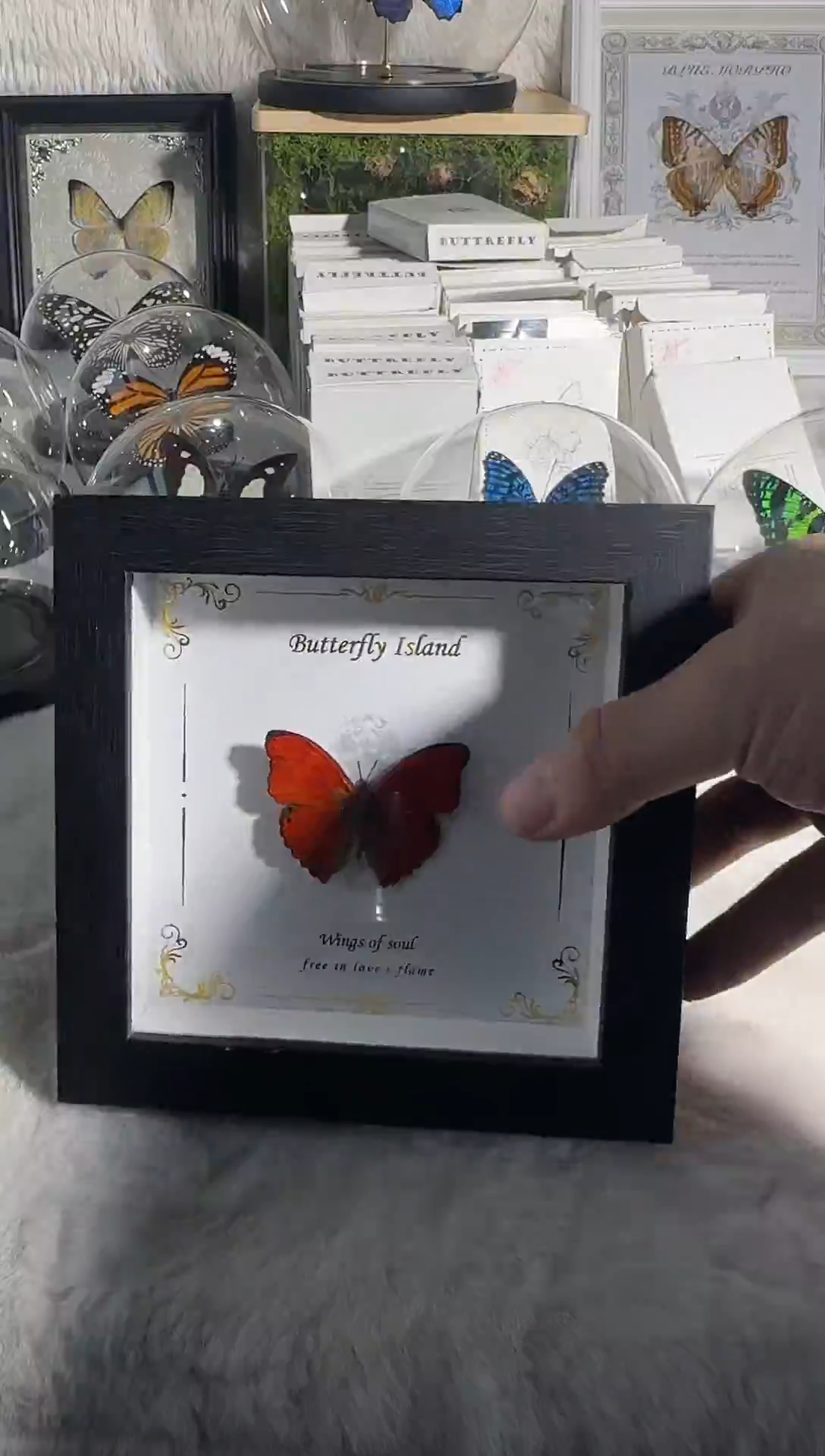 有机玻璃血漪蛱蝶精美蝴蝶 