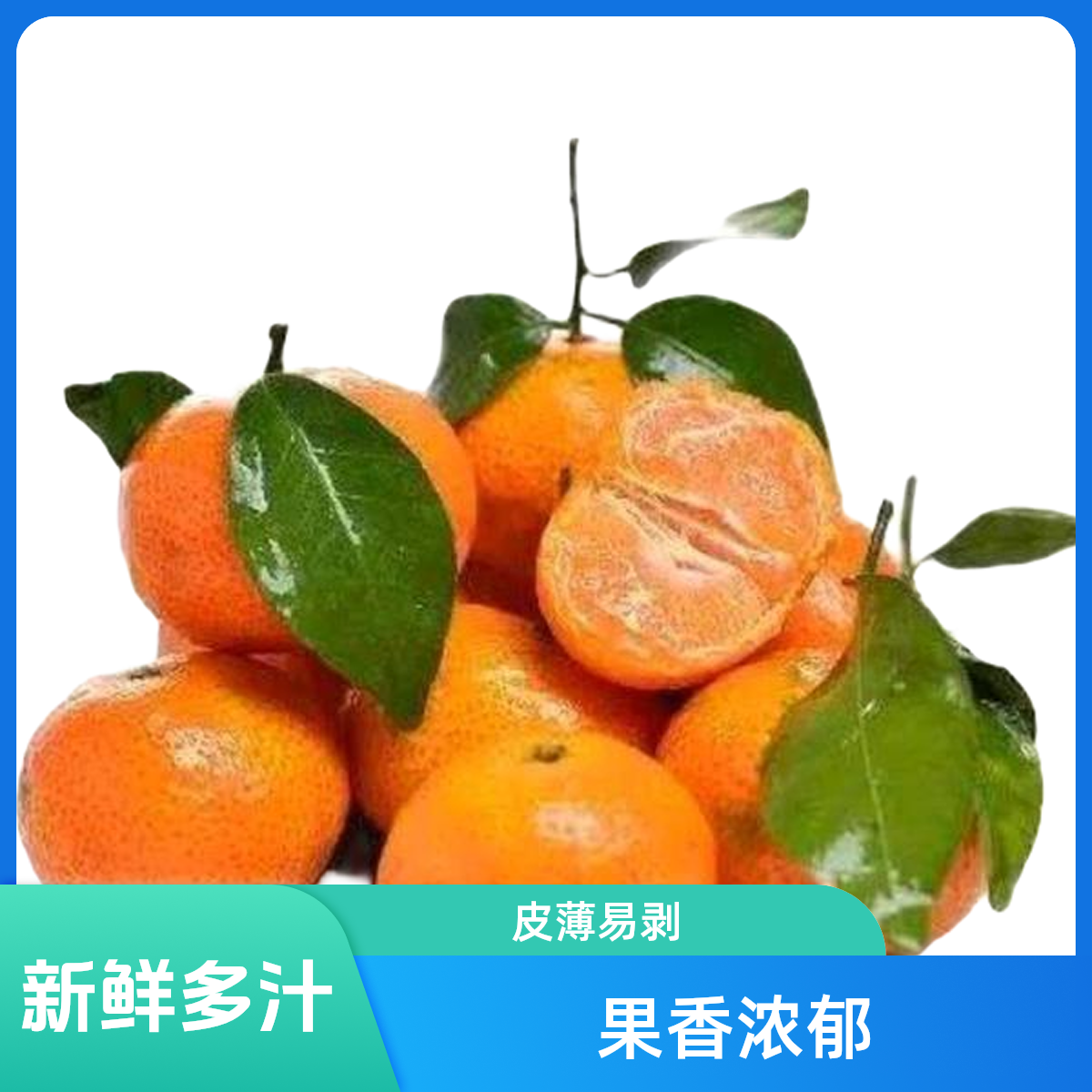 砂糖橘橘子 约5斤左右河北省